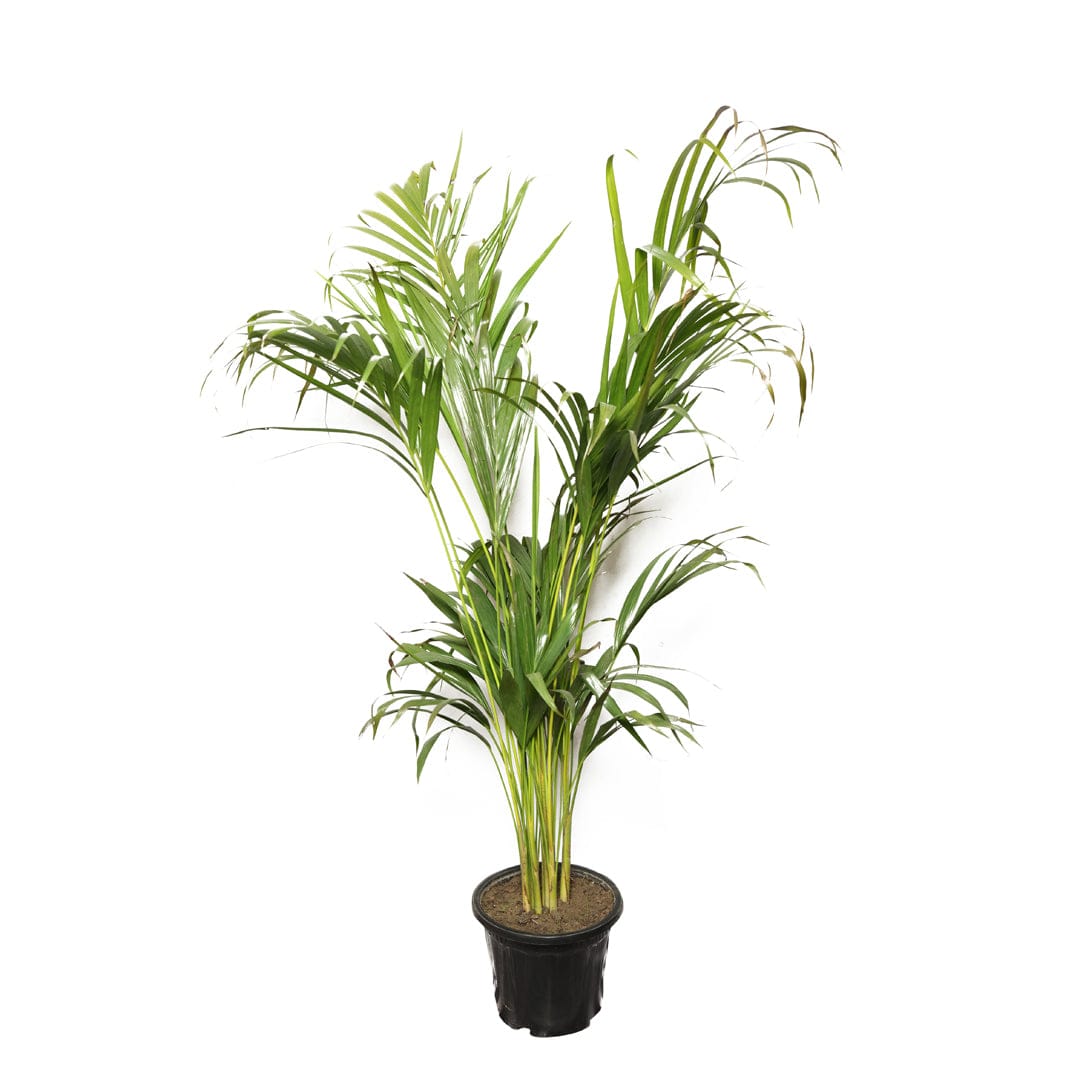 Areca Palm Plant