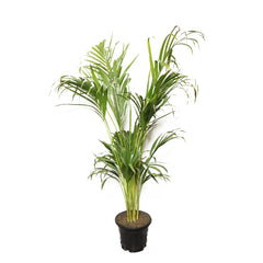 Areca Palm Plant