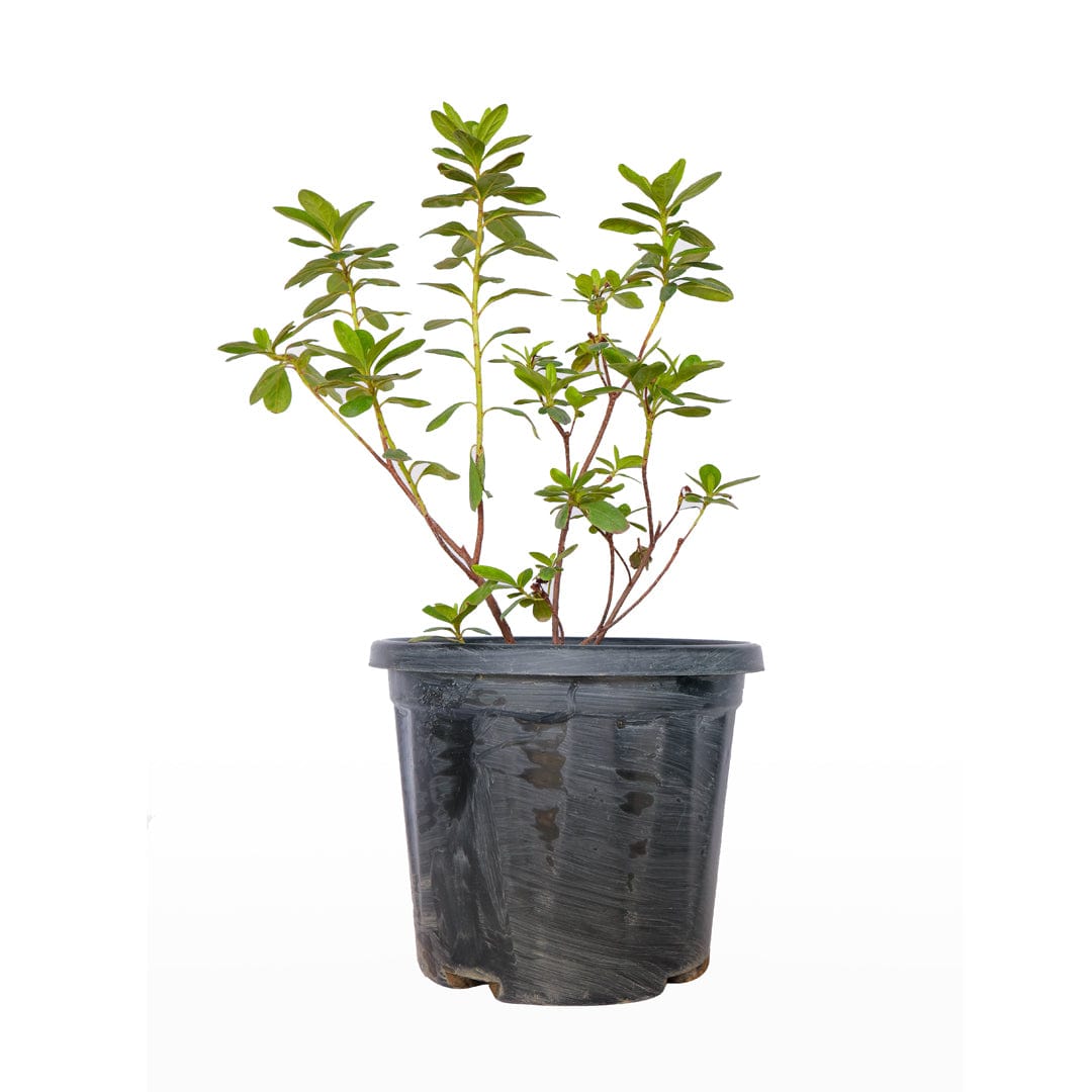 Ajalia Plant (Azalea Flower Plant)