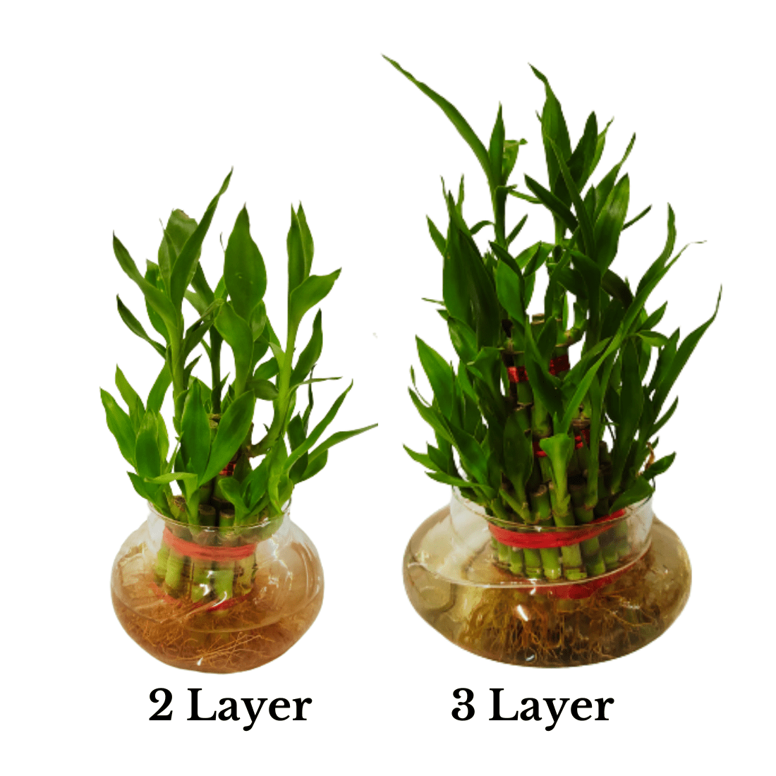 Lucky Bamboo Plant in Designer Glass Pot