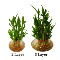 Lucky Bamboo Plant in Designer Glass Pot