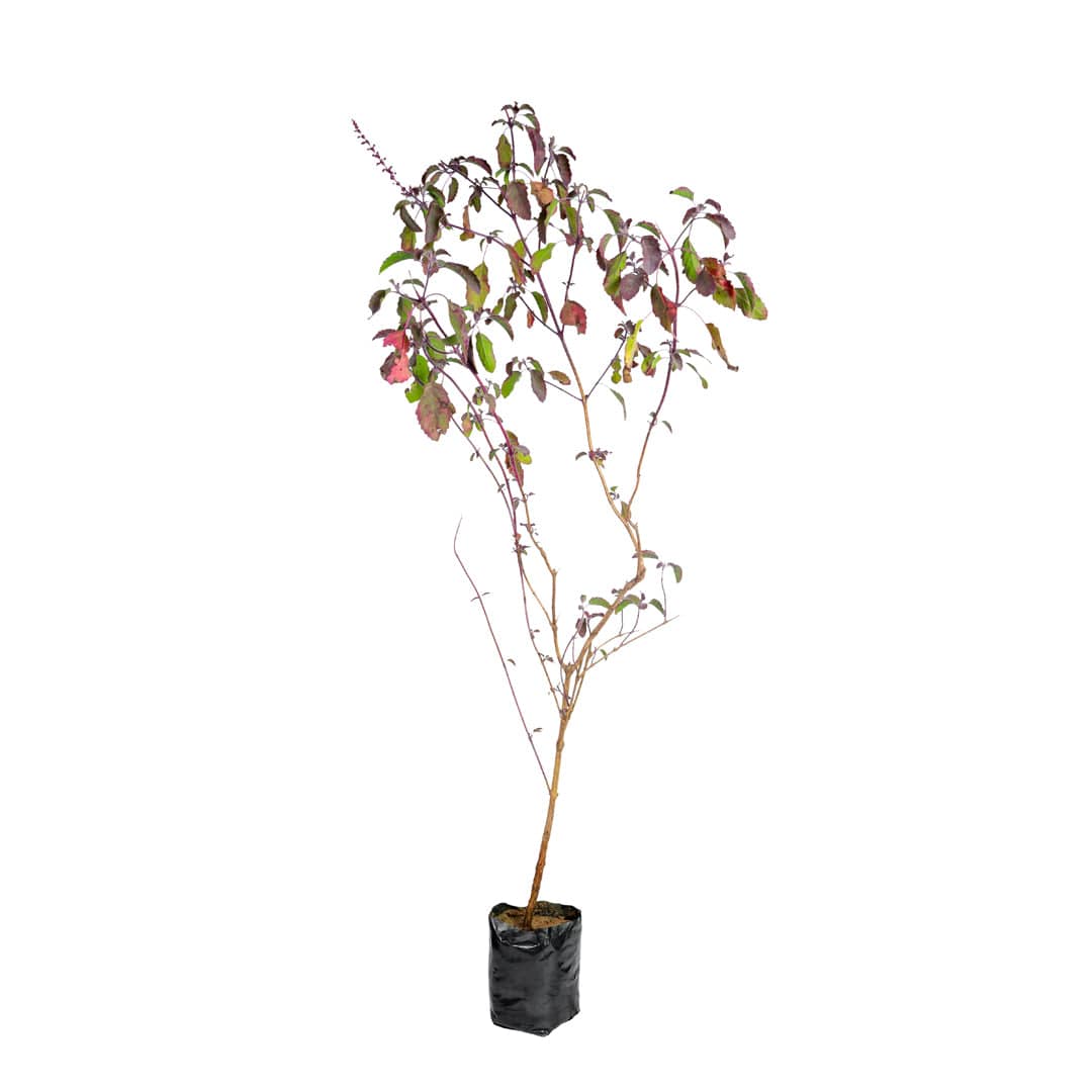 Krishna Tulsi plant with vibrant green leaves and purple stems, Close-up of sacred Krishna Tulsi leaves, known for medicinal properties, Healthy Krishna Tulsi plant with aromatic, dark green foliage