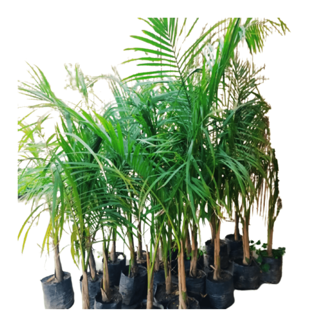 bottle palm plant for sale, new live bottle palm plant on sale, shop for best outdoor plant