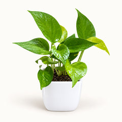 Green Money Plant in white square top ceramic pot