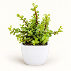 Jade Plant in white square top ceramic pot
