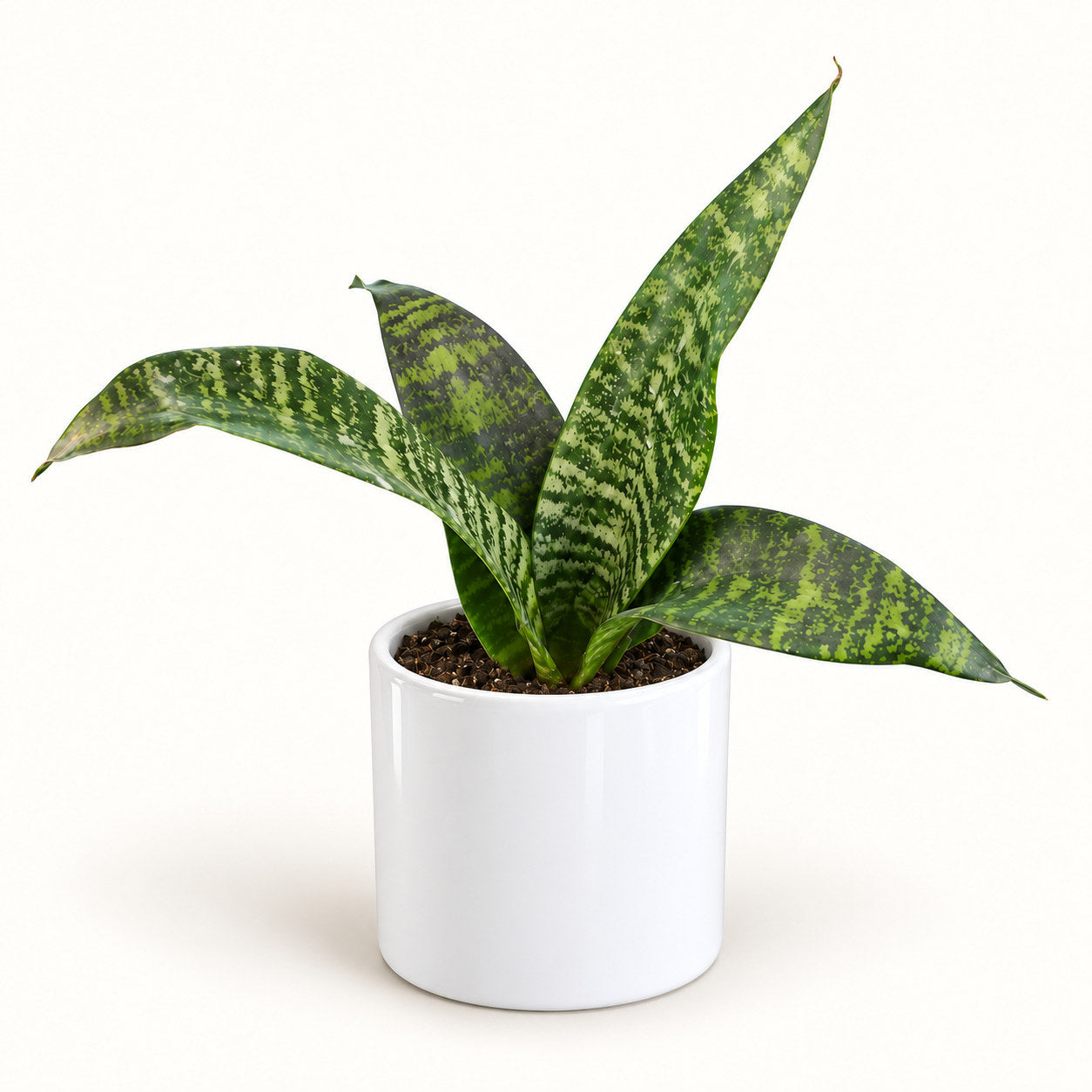 Snake Plant Golden Dwarf in white pipe ceramic pot