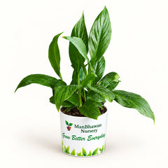 Peace Lily in white logo-printable ceramic pot