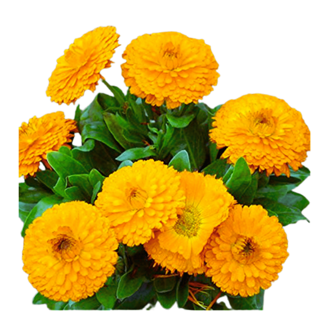 Explore vibrant beauty with Calendula blooms, Effortless floral charm in our Calendula Plant