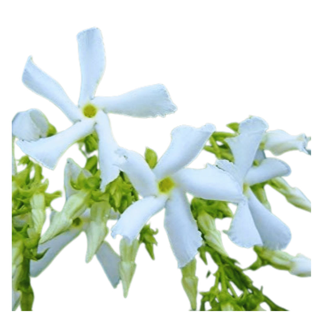 Buy Chameli Plant Online: Fragrant blooms at your fingertips, Elevate your space with premium Chameli quality, available online, Effortless online purchase for lush greenery and fragrant blossoms