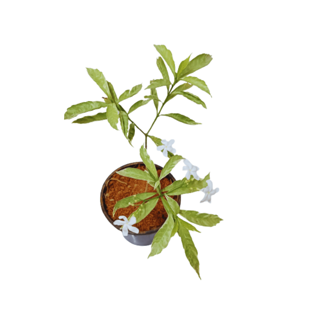 Effortless online purchase for lush variegated greenery and radiant blossoms, Experience brilliance with Chandani Variegated Plant, buy online now, Transform your environment with the beauty of Chandani Variegated, available for online order