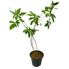 Buy Chandani Plant Online: Radiant blooms at your fingertips, Elevate your space with premium Chandani quality, available online, Effortless online purchase for lush greenery and radiant blossoms