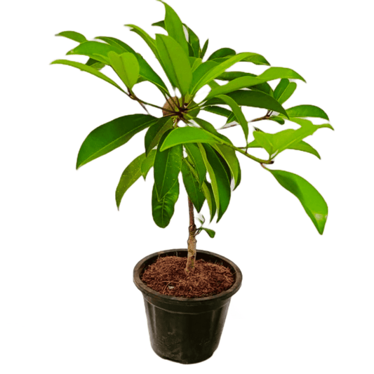 Buy Chiku Fruit/Sapodilla Plant Online: Delectable harvests at your fingertips, Elevate your garden with premium Chiku Fruit/Sapodilla quality, available online