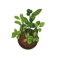 Experience the beauty of Chinese Orange, buy online now, Transform your space with the zest of Chinese Orange, available for online order, Buy Chinese Orange Plant Online: Citrus delights at your fingertips