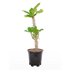 Euphorbia Lily (Crown of Thorns)