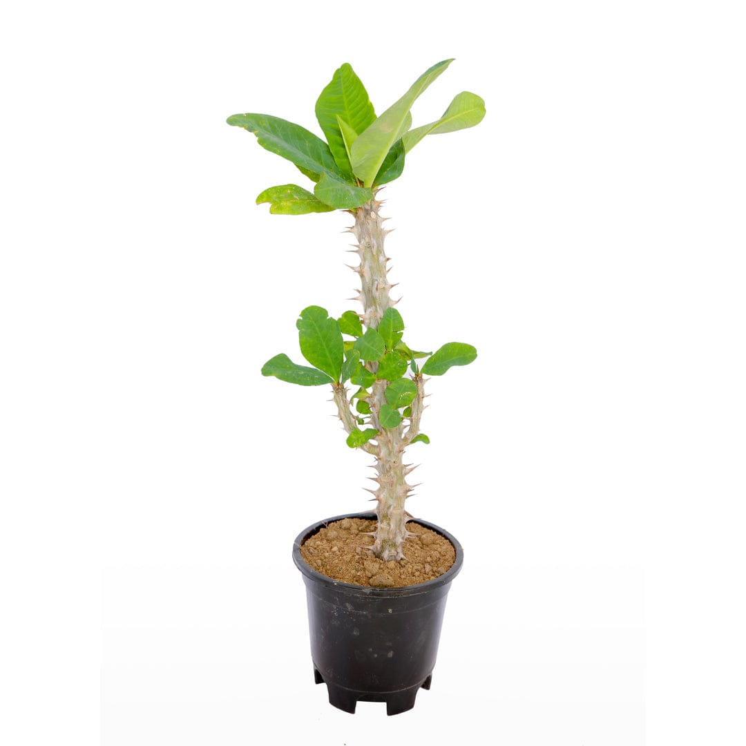 Euphorbia Lily (Crown of Thorns)