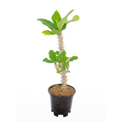 Euphorbia Lily (Crown of Thorns)
