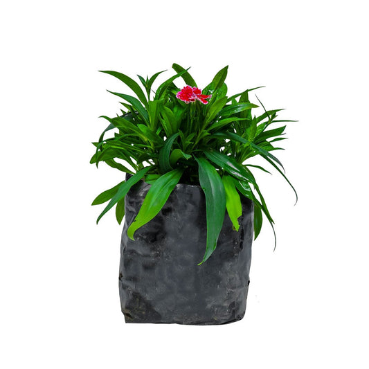 Online Shopping: Dianthus Plant - Beautiful Blooms for Your Garden