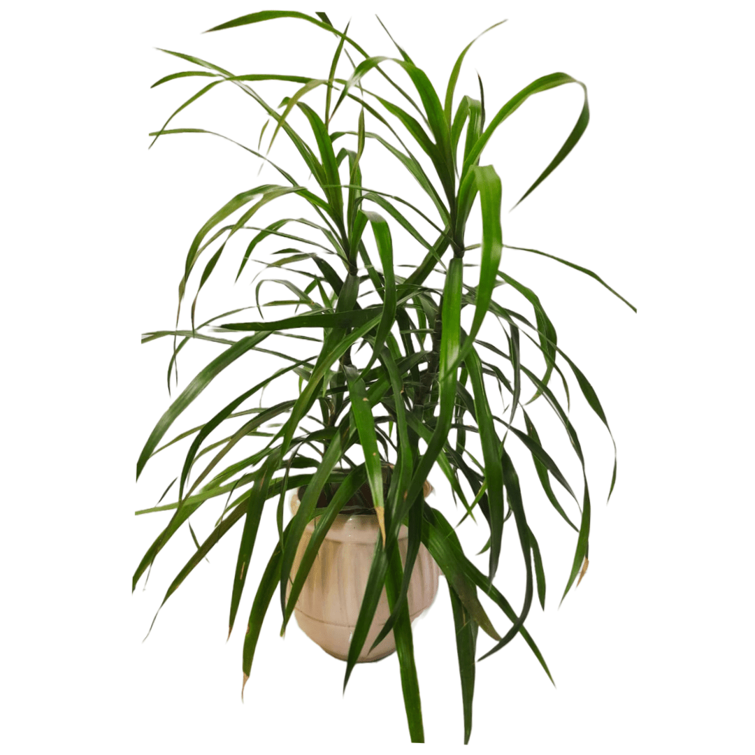 Online Shopping: Dracaena Draco Dragon Plant - Majestic and Unique Foliage for Your Collection, Buy Dracaena Draco Dragon Plant Online - Add a Mythical Touch to Your Indoor Greenery, Shop Now: Dracaena Draco - Striking Dragon Plant for Dramatic Home Decor