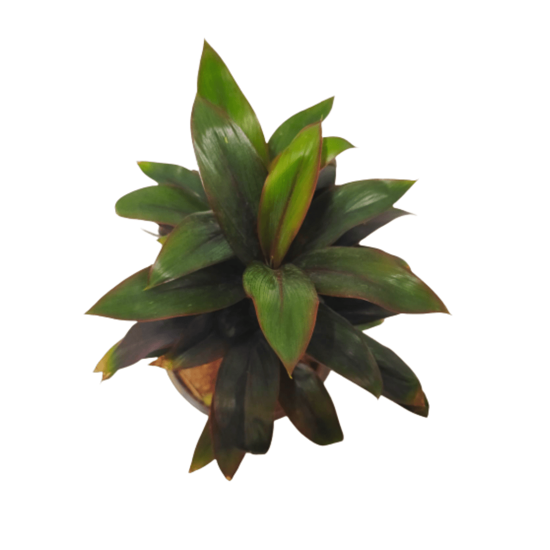 Compact Dracaena plant with slender green leaves, Lush foliage of a Dracaena Green Dwarf Plant, Indoor potted Dracaena Green Dwarf Plant in a decorative pot
