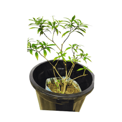 Add a touch of sophistication with a purchased Drop Chandani plant for your home, Explore our online store for the perfect Drop Chandani specimen, Conveniently shop for a Drop Chandani plant online with quick and secure delivery, Online gardening made easy: Buy a stunning Drop Chandani plant for a serene ambiance