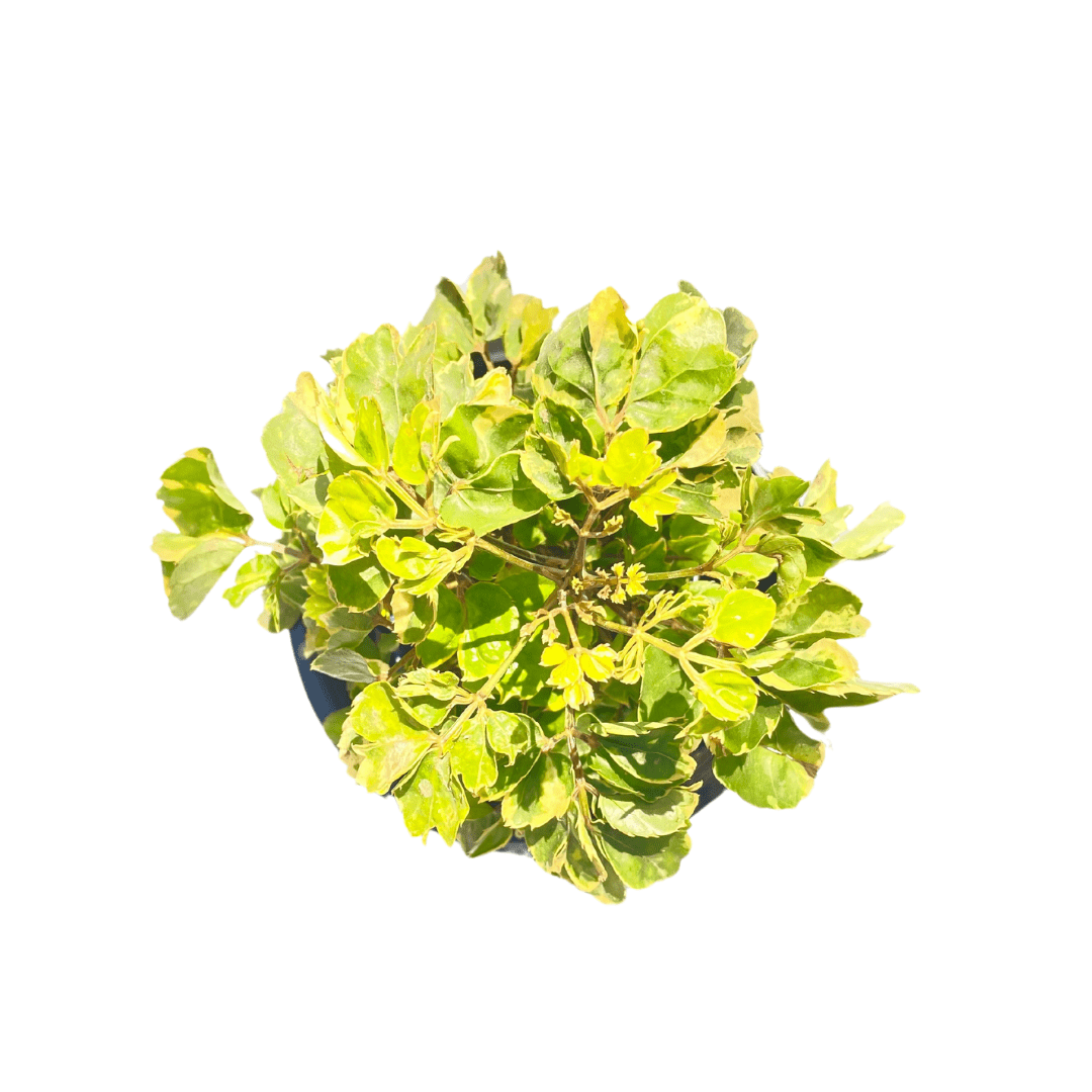 buy now dwarf dinner plate aralia at the lowest price