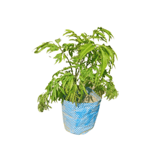 buy online dwarf ming aralia at ManBhawan Nursery