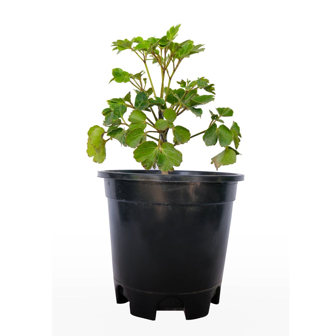 Dwarf Dinner Plate Aralia with Pot