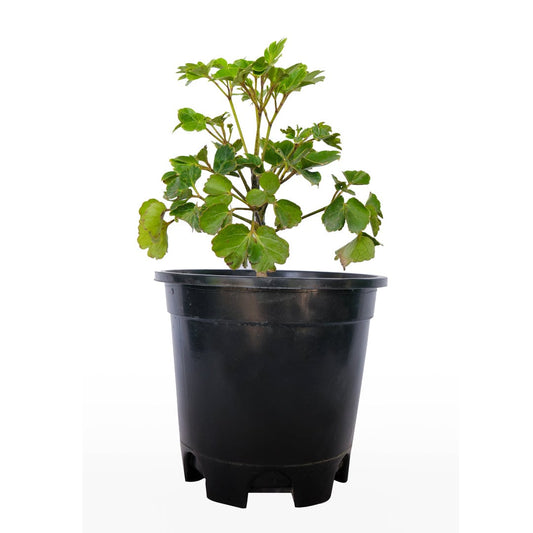 Dwarf Dinner Plate Aralia with Pot