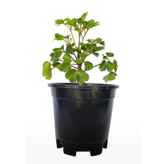 Dwarf Dinner Plate Aralia with Pot