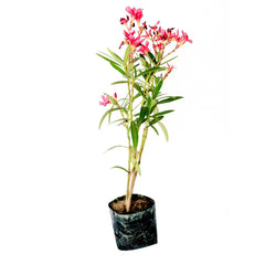Kaner Dwarf Plant Pink