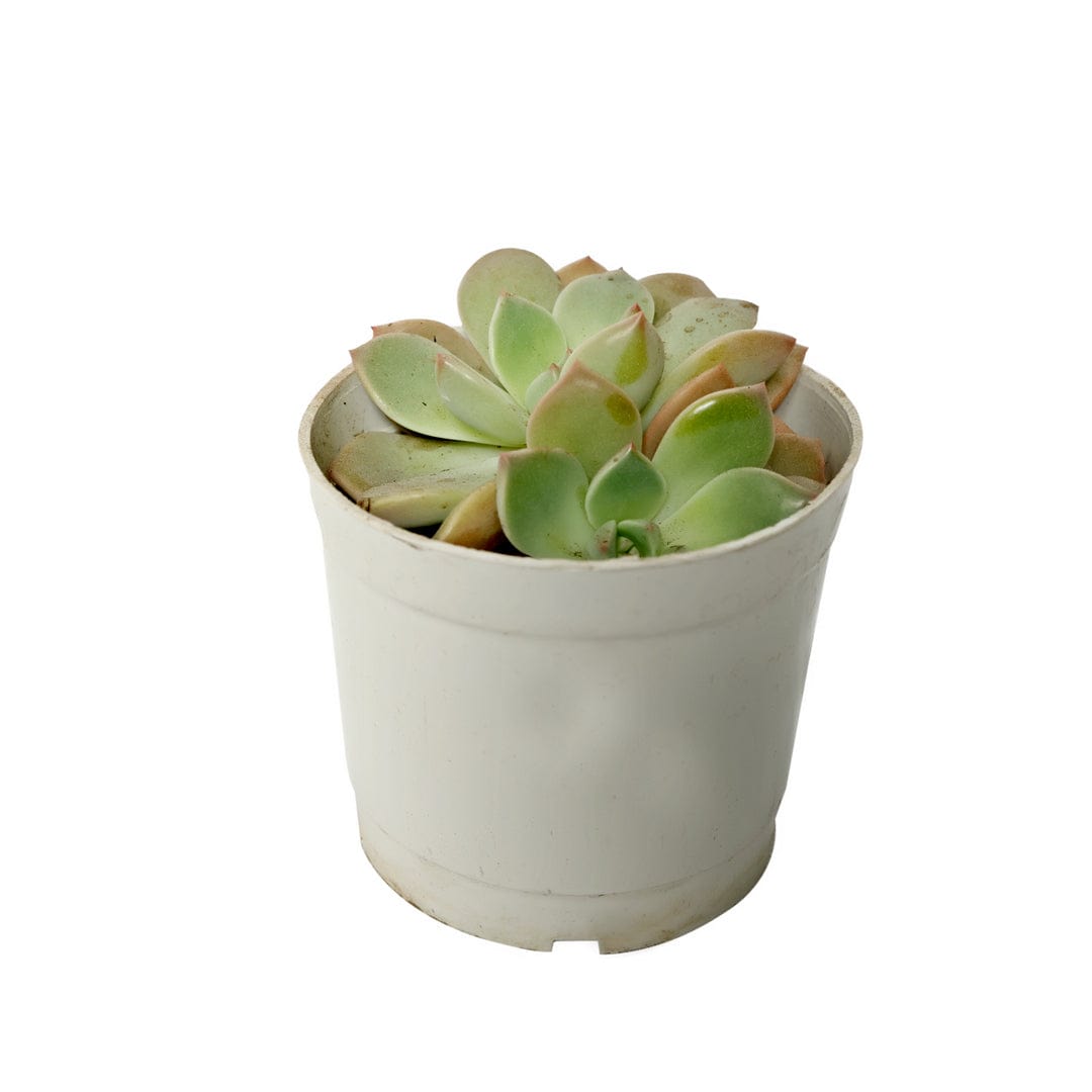 Echeveria Pallida / Echeveria Blue Mist