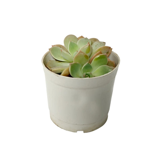 Echeveria Pallida / Echeveria Blue Mist