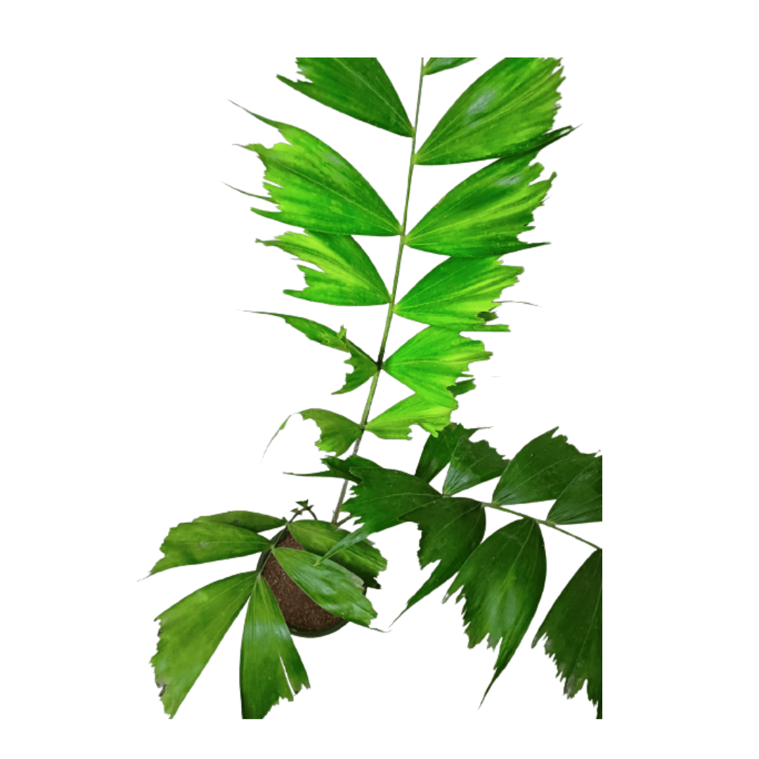 Online shopping for Foxtail Palm - tropical sophistication, Buy Foxtail Palm tree for indoor or outdoor beauty online, Foxtail Palm available for online purchase, Order your Wodyetia bifurcata plant for home delivery