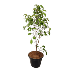 Ficus Golden Plant for Sale Online, Purchase Ficus Elastica 'Golden' for Your Home, Buy Ficus Golden Rubber Tree Online