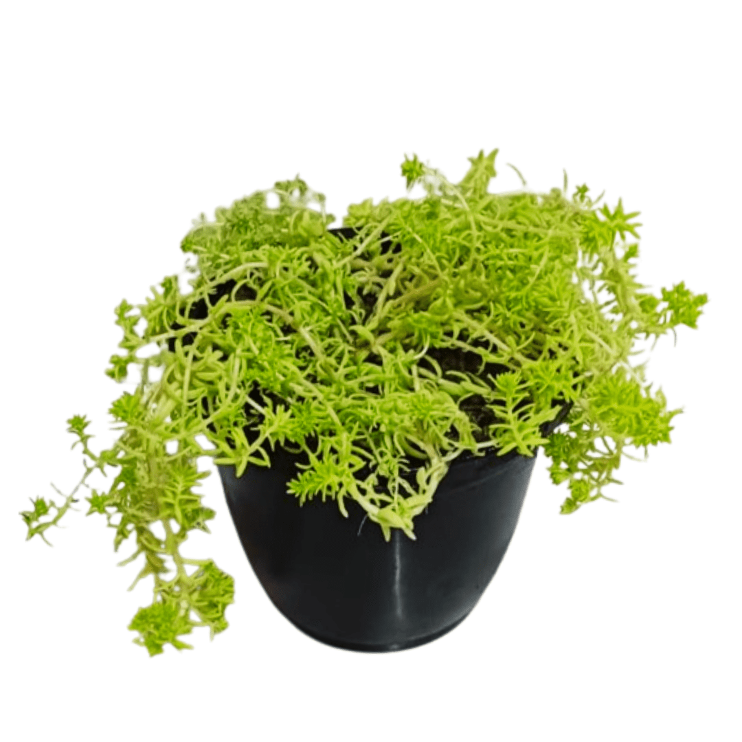 Buy Golden Sedum Grass Online – Ornamental Plant, Purchase Golden Sedum for Your Garden, Online Shopping: Golden Sedum Ground Cover, Golden Sedum Acre for Sale