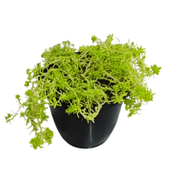 Buy Golden Sedum Grass Online – Ornamental Plant, Purchase Golden Sedum for Your Garden, Online Shopping: Golden Sedum Ground Cover, Golden Sedum Acre for Sale