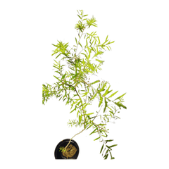 live plants under 99, indoor plants, outdoor plants, new fresh plants