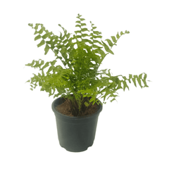 Buy Gora Fern – Ornamental Fern Plant Online, Purchase Gora Fern for Your Indoor Garden, Online Shopping: Gora Fern Variety, Exquisite Gora Fern Available for Order