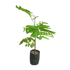 Acquire Gulmohar Tree Online: Experience the elegance of this ornamental botanical specimen, Purchase Gulmohar Plant Online: Bring vibrant hues to your landscape effortlessly, Buy Gulmohar Tree Online: Elevate your surroundings with this iconic flowering beauty