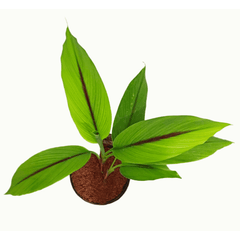 Buy Online: Black Haldi Plant - Cultivate the rare and valuable herb in your garden, Order Black Turmeric Plant Online: Enhance your medicinal garden with this unique variety, Purchase Black Haldi Sapling Online: Grow the sought-after healing herb at home, Buy Black Turmeric Online: Add a distinctive touch to your herbal garden with this plant