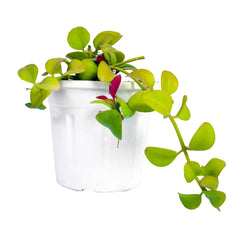 Buy Online: Hanging Dischidia - Elevate your space with the unique charm of String of Nickels, Order Hanging Dischidia Online: Explore the beauty of String of Nickles for an enchanting hanging display, Purchase String of Nickels Online: Bring the captivating allure of Hanging Dischidia to your home, Buy Online: Hanging Dischidia/String of Nickles - Enhance your surroundings with this distinctive trailing plant