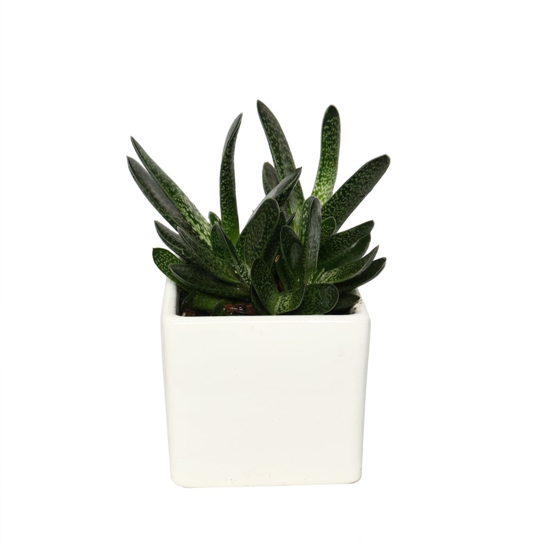 Haworthia Succulent Plant Gift in Square Ceramic Pot
