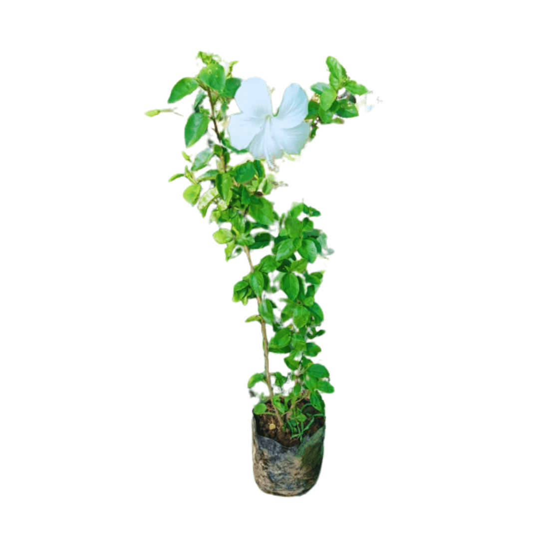 Purchase Hibiscus Flowering Plant Online: Enhance your outdoor space with the stunning colors of hibiscus blooms, Buy Online: Hibiscus Shrub - Bring the elegance of these iconic flowers to your garden effortlessly, Acquire Hibiscus Plant Online: Explore a variety of hibiscus species for a colorful and thriving garden