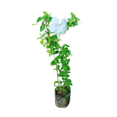 Purchase Hibiscus Flowering Plant Online: Enhance your outdoor space with the stunning colors of hibiscus blooms, Buy Online: Hibiscus Shrub - Bring the elegance of these iconic flowers to your garden effortlessly, Acquire Hibiscus Plant Online: Explore a variety of hibiscus species for a colorful and thriving garden