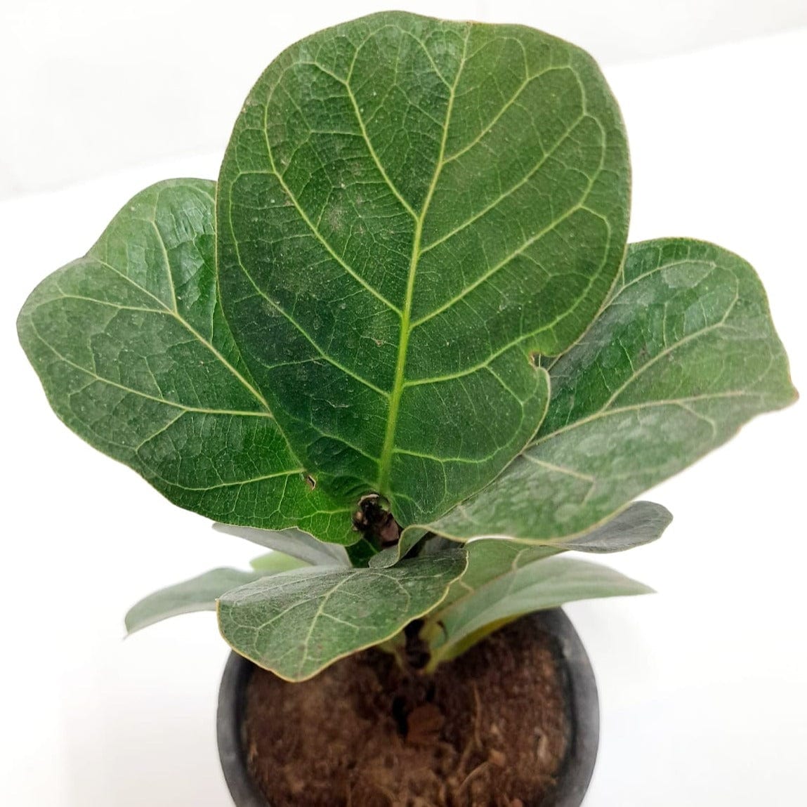 Buy Fiddle Leaf Fig tree for indoor greenery online, Ficus Lyrata available for online purchase, Order your Fiddle Leaf Fig plant for home delivery, Online store - Ficus Lyrata plant for sale