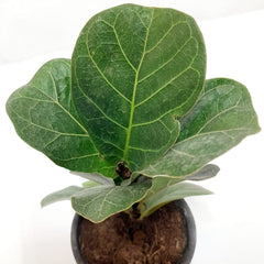 Buy Fiddle Leaf Fig tree for indoor greenery online, Ficus Lyrata available for online purchase, Order your Fiddle Leaf Fig plant for home delivery, Online store - Ficus Lyrata plant for sale