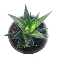 Zebra Haworthia