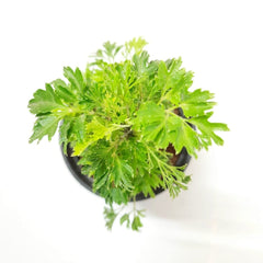 Aralia Golden Plant in 6’ Pot