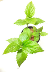 Order Harsingar and Parijat Plants Online: Elevate your landscape with the enchanting blooms of Parijatak, Purchase Parijat Plant Online: Add the exquisite beauty of Harsingar to your garden with ease, Buy Online: Harsingar and Parijatak Plants - Enhance your outdoor space with the combined allure of these flowering wonders