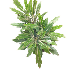 Nursery in noida, best nursery in ghaziabad, plants onliine